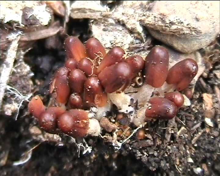 Coprinus auricomus     4. 5. 2004